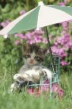 Domestic Cat, white and tabby kitten, on miniature sun lounger under umbrella in garden-Angela Hampton-Photographic Print