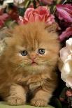 Domestic Cat, Persian, ginger kitten amongst flowers-Angela Hampton-Photographic Print