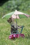 Domestic Cat, kitten sitting on miniature sun lounger under umbrella in garden-Angela Hampton-Photographic Print