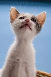 Domestic Cat, white and tabby kitten, on miniature sun lounger under umbrella in garden-Angela Hampton-Photographic Print