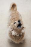 Domestic Dog, Shih Tzu, puppy, sitting on carpet at top of staircase-Angela Hampton-Photographic Print