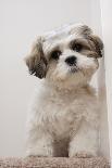 Domestic Dog, Shih Tzu, puppy, sitting on carpet at top of staircase-Angela Hampton-Photographic Print