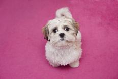 Domestic Dog, Shih Tzu, puppy, sitting on carpet at top of staircase-Angela Hampton-Photographic Print