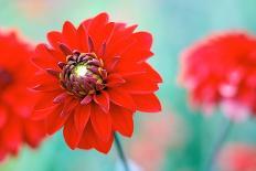 Opium poppy (Papaver somniferum)-Angela Marsh-Photographic Print