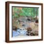 Brown Frame