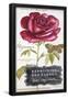 Essential Black