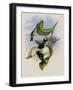 Angela Star-Throat, Heliomaster Angel?-John Gould-Framed Giclee Print