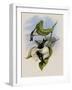 Angela Star-Throat, Heliomaster Angel?-John Gould-Framed Giclee Print