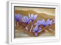 White Frame