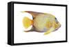 Angelfish (Holacanthus Ciliaris), Fishes-Encyclopaedia Britannica-Framed Stretched Canvas