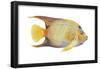 Angelfish (Holacanthus Ciliaris), Fishes-Encyclopaedia Britannica-Framed Poster