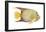 Angelfish (Holacanthus Ciliaris), Fishes-Encyclopaedia Britannica-Framed Poster