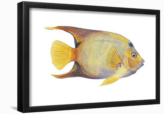 Angelfish (Holacanthus Ciliaris), Fishes-Encyclopaedia Britannica-Framed Poster
