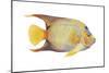 Angelfish (Holacanthus Ciliaris), Fishes-Encyclopaedia Britannica-Mounted Poster