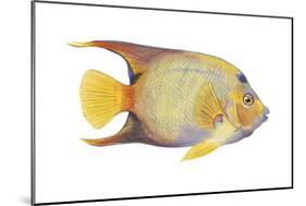 Angelfish (Holacanthus Ciliaris), Fishes-Encyclopaedia Britannica-Mounted Poster