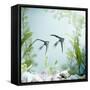 Angelfish Melanic Veiltail 'Black Lace' Variety, from Rivers of Amazon Basin, South America-Jane Burton-Framed Stretched Canvas