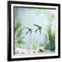 Angelfish Melanic Veiltail 'Black Lace' Variety, from Rivers of Amazon Basin, South America-Jane Burton-Framed Photographic Print