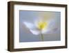 Angelic Flower-Heidi Westum-Framed Photographic Print