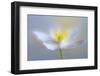 Angelic Flower-Heidi Westum-Framed Photographic Print