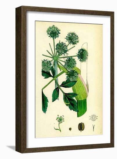 Angelica Archangelica Garden Angelica-null-Framed Giclee Print