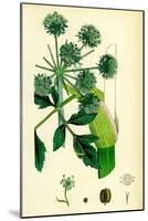 Angelica Archangelica Garden Angelica-null-Mounted Giclee Print