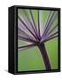 Angelica Purpurea-Clive Nichols-Framed Stretched Canvas