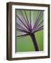 Angelica Purpurea-Clive Nichols-Framed Photographic Print