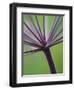 Angelica Purpurea-Clive Nichols-Framed Photographic Print