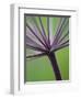 Angelica Purpurea-Clive Nichols-Framed Photographic Print