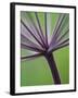 Angelica Purpurea-Clive Nichols-Framed Photographic Print