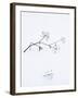 Angelica Stems, in Snow, Norway-Niall Benvie-Framed Photographic Print