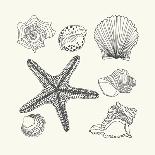 Hand- Drawn Shells Set-Angelina Stoykova-Stretched Canvas