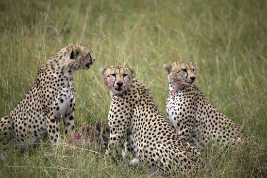 Premium Photographic Print, , large