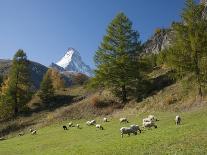 Matterhorn, Zermatt, Canton Valais, Swiss Alps, Switzerland, Europe-Angelo Cavalli-Photographic Print
