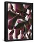 Essential Black