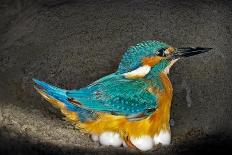 Female Kingfisher covering chicks with her wings, Italy-Angelo Gandolfi-Photographic Print