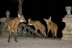 Maned Wolves (Chrysocyon Brachyurus) At Santurio Do Caraca, Where They Are Fed, At Night-Angelo Gandolfi-Framed Photographic Print