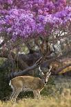Pampas Deer (Ozotoceros Bezoarticus) Buck In Velvet Standing By Flowering Tree, Pantanal, Brazil-Angelo Gandolfi-Photographic Print