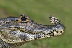 Yacare Caiman (Caiman Yacare) With Mouth Open To Keep Cool, Pantanal, Brazil-Angelo Gandolfi-Photographic Print