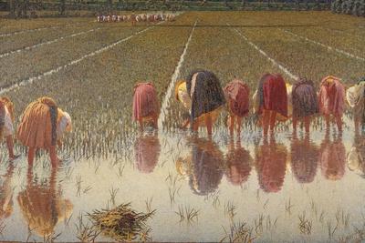 For 80 Cents, Row of Women Workers in a Rice Field, 1893
