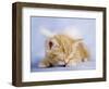 Angelo-Rachael Hale-Framed Photographic Print