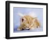 Angelo-Rachael Hale-Framed Photographic Print