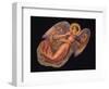 Angels 2-Edgar Jerins-Framed Premium Giclee Print