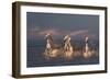 Angels Of Camargue-Rostovskiy Anton-Framed Giclee Print