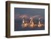 Angels of Camargue-Rostov.Foto@Gmail.Com-Framed Photographic Print