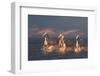 Angels of Camargue-Rostov.Foto@Gmail.Com-Framed Photographic Print