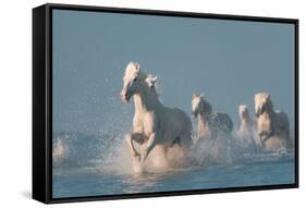 Angels of Camargue-Rostovskiy Anton-Framed Stretched Canvas