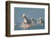 Angels of Camargue-Rostovskiy Anton-Framed Photographic Print