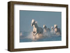 Angels of Camargue-Rostovskiy Anton-Framed Photographic Print