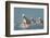 Angels of Camargue-Rostovskiy Anton-Framed Photographic Print